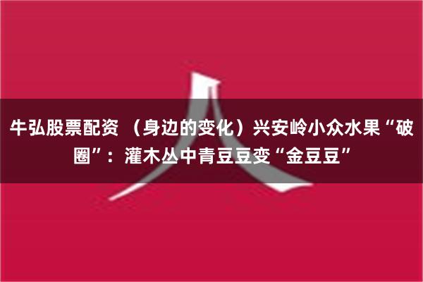 牛弘股票配资 （身边的变化）兴安岭小众水果“破圈”：灌木丛中青豆豆变“金豆豆”